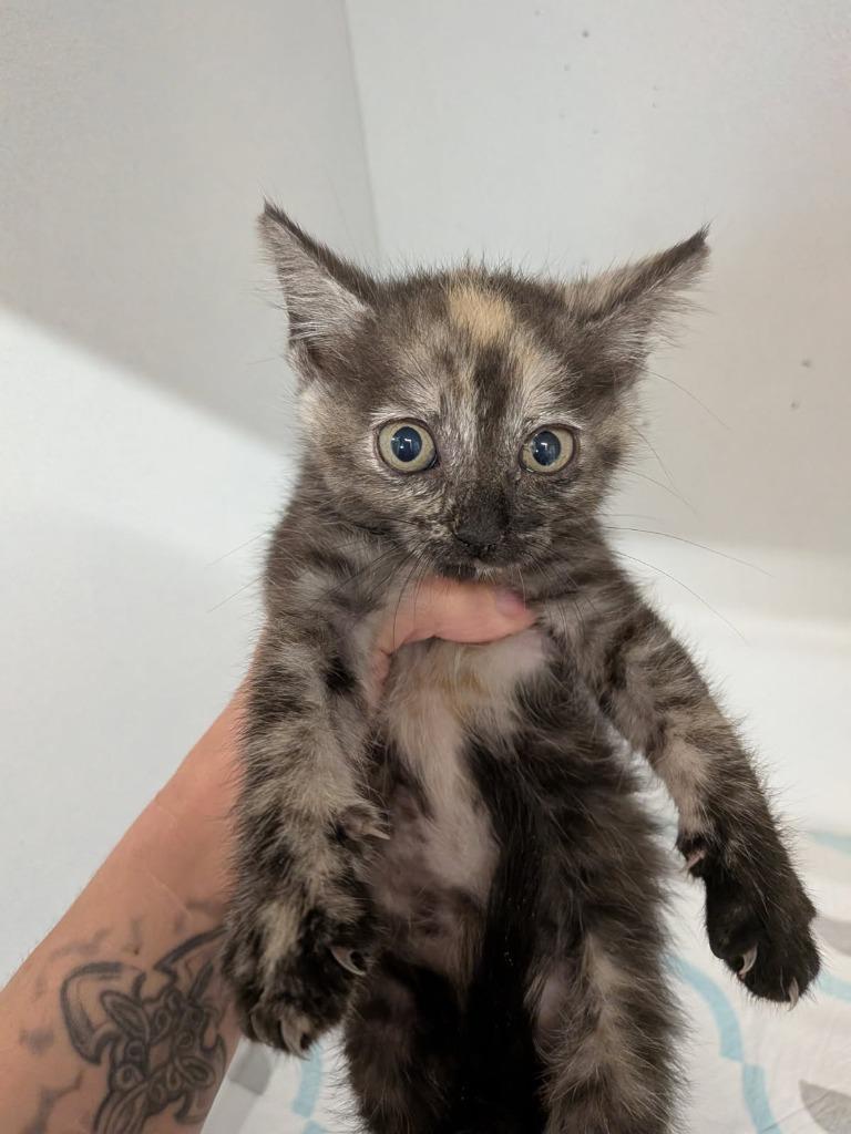 Cherry, Adoptable, Kitten Female Domestic Short Hair.