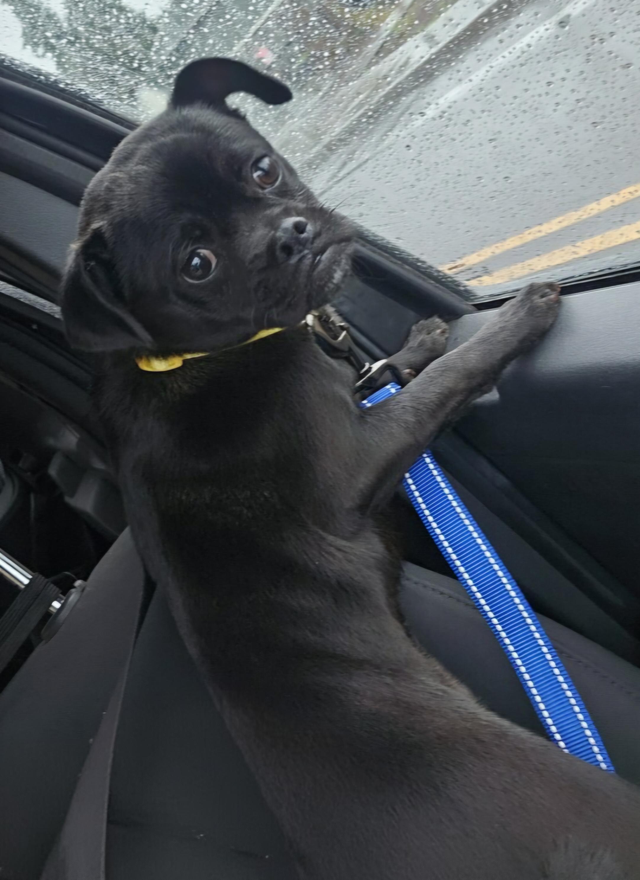 Enlarge Gilbert, a ADOPTABLE mixed breed in Salem, OR image 2/2