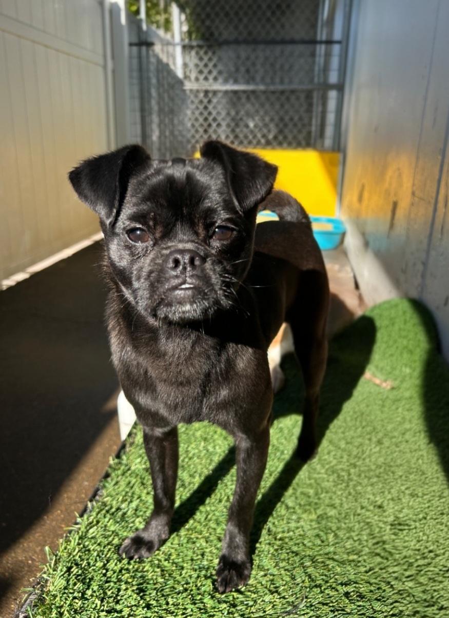 Gilbert, ADOPTABLE, Young Male Pug.