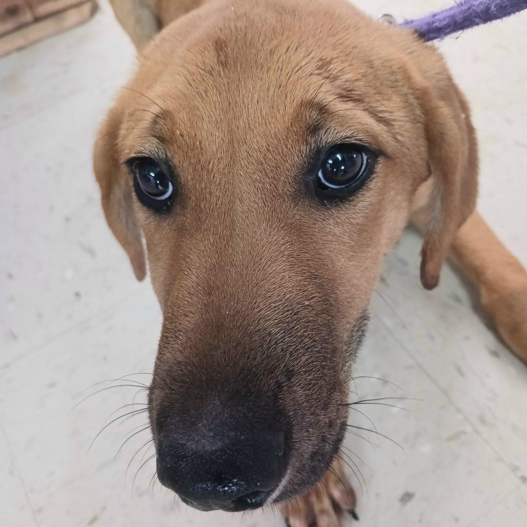 Enlarge Landon, a Adoptable Retriever in Sylvania, GA image 1/2