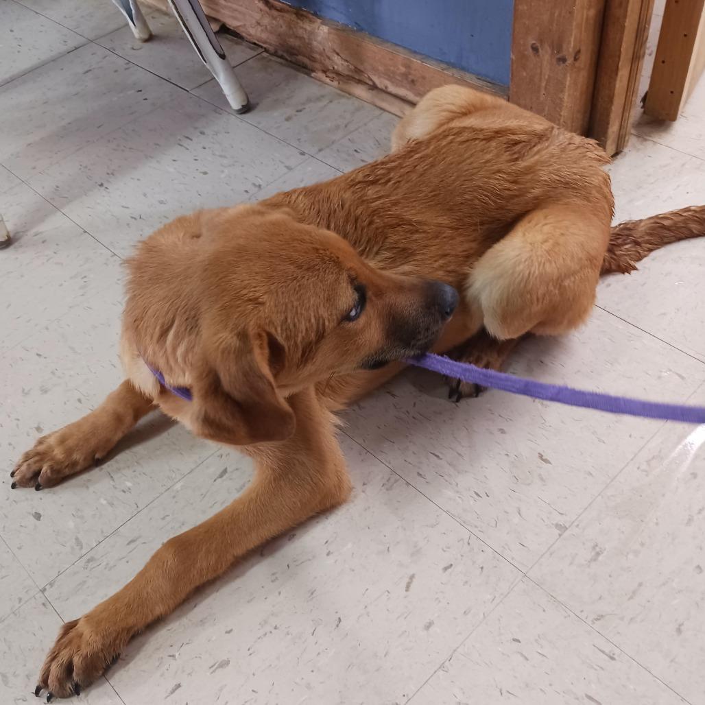 Enlarge Landon, a Adoptable Retriever in Sylvania, GA image 2/2