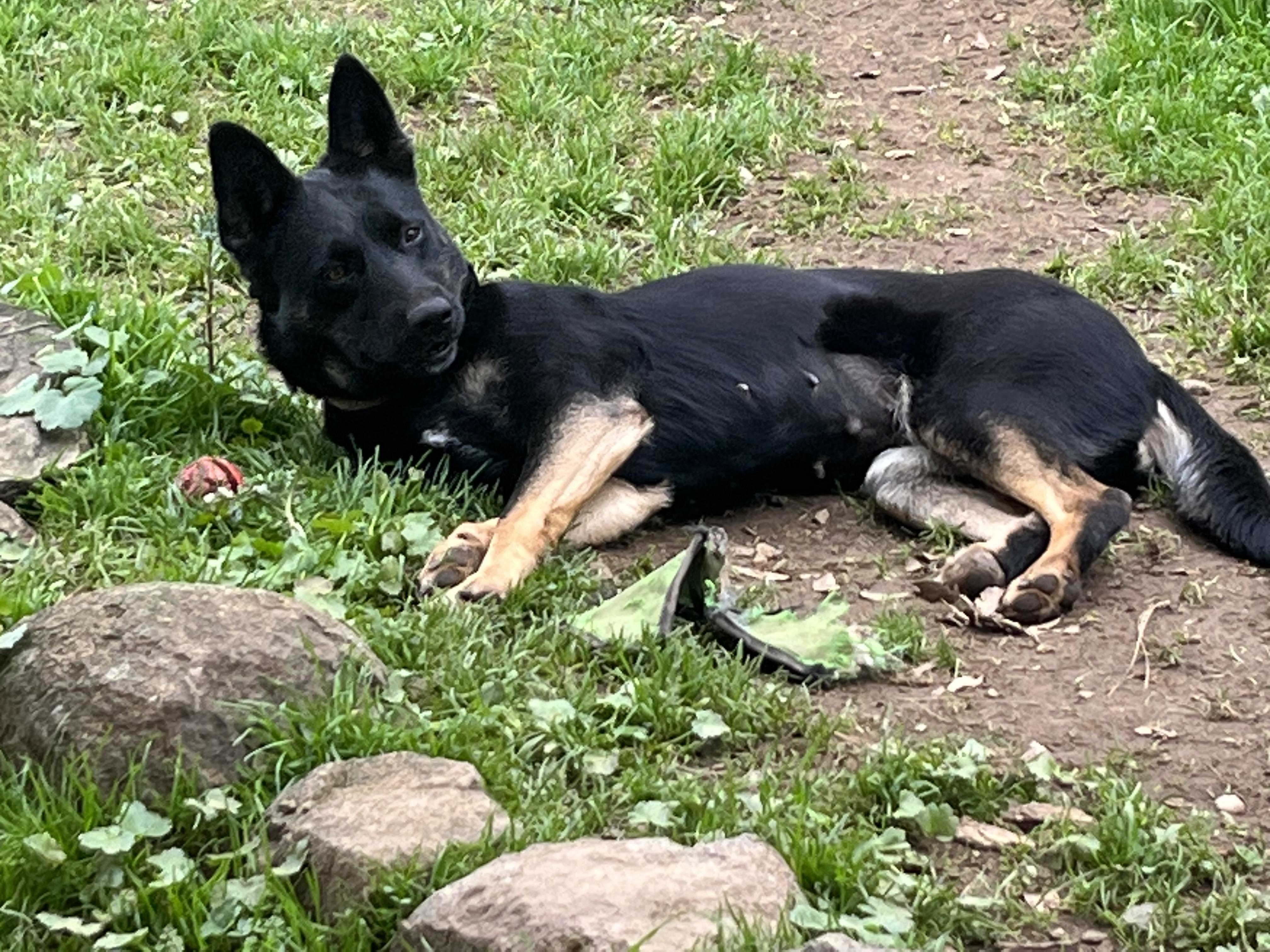 Enlarge Pepper, a Adoptable German Shepherd Dog in Rough And Ready, CA image 6/6