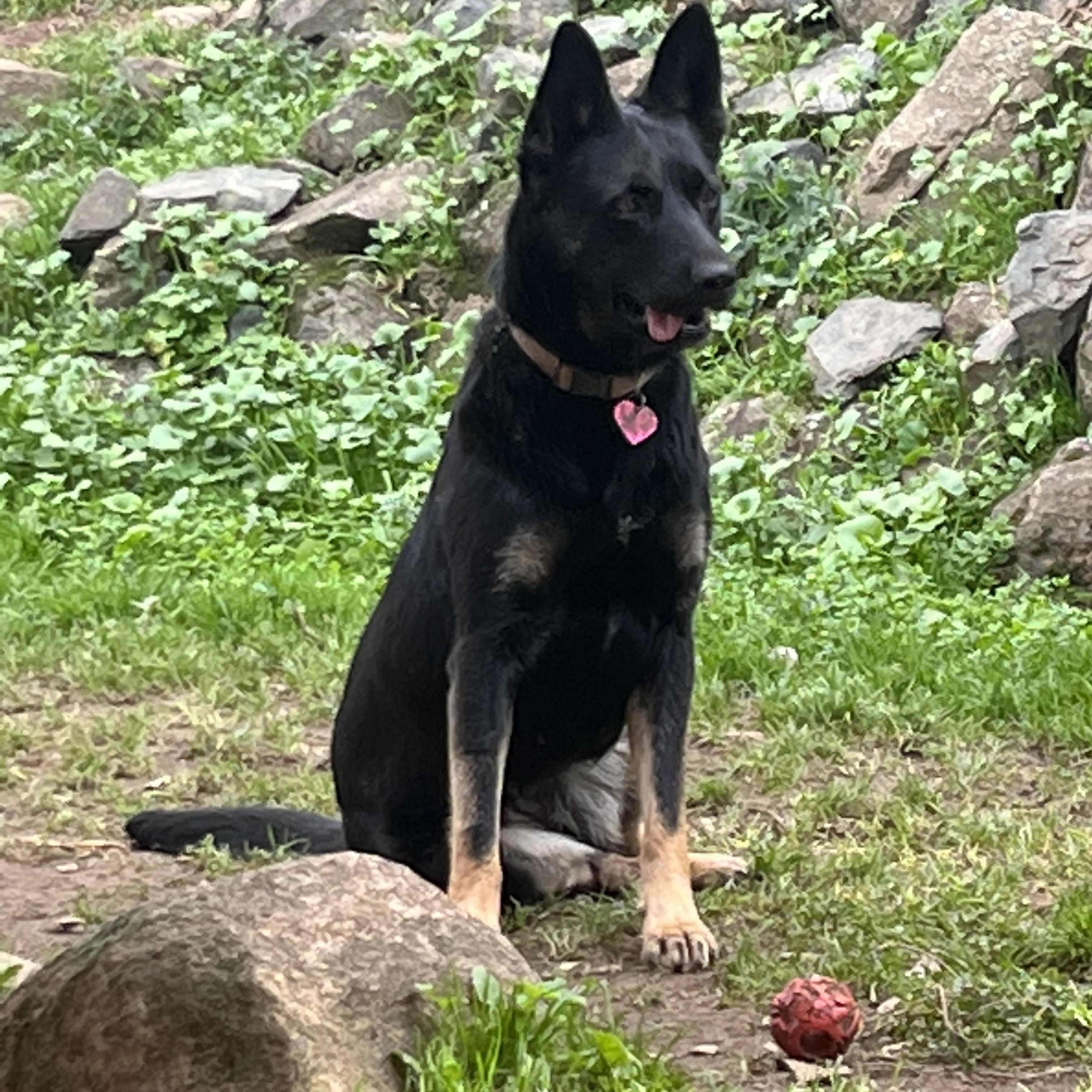 Enlarge Pepper, a Adoptable German Shepherd Dog in Rough And Ready, CA image 5/6