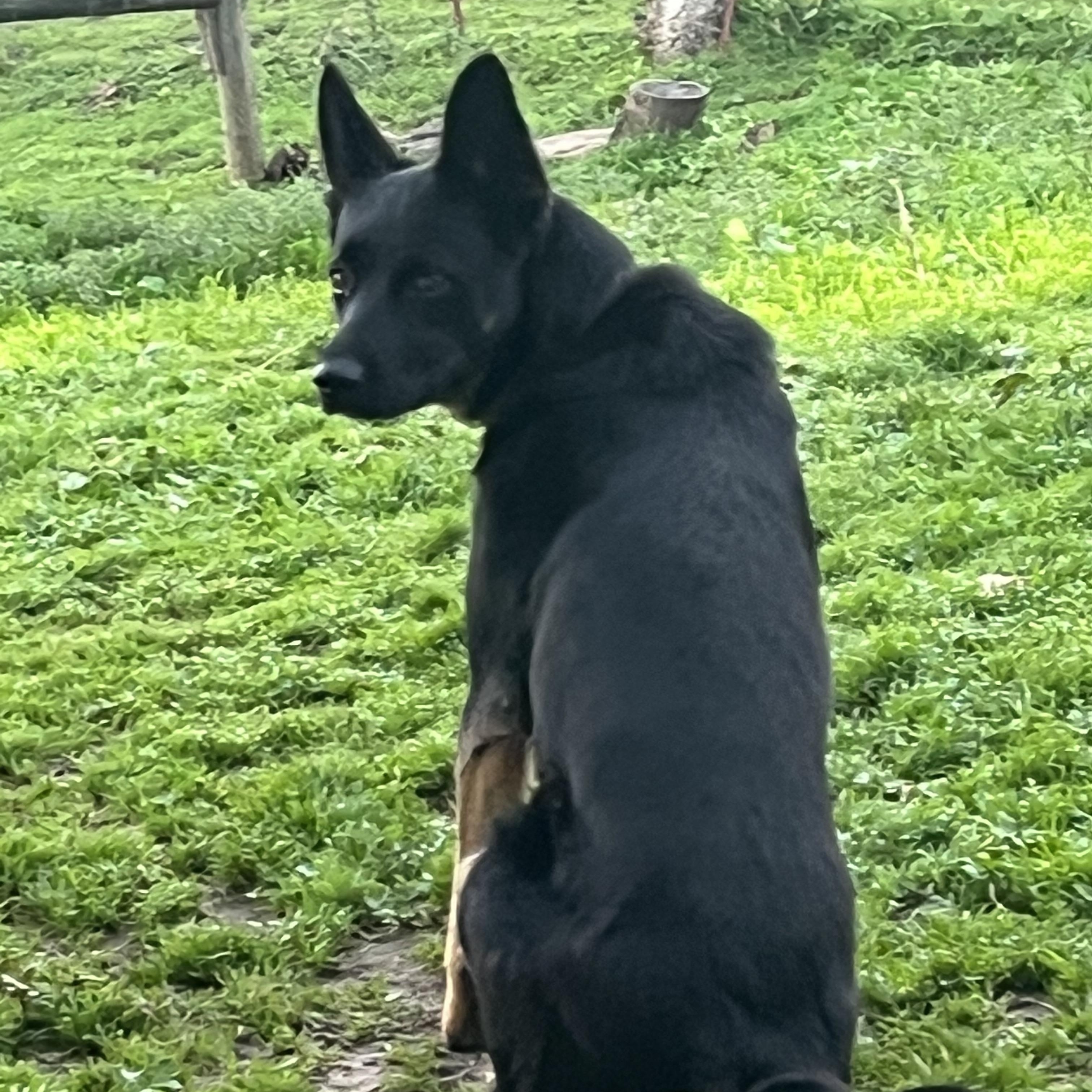 Enlarge Pepper, a Adoptable German Shepherd Dog in Rough And Ready, CA image 4/6