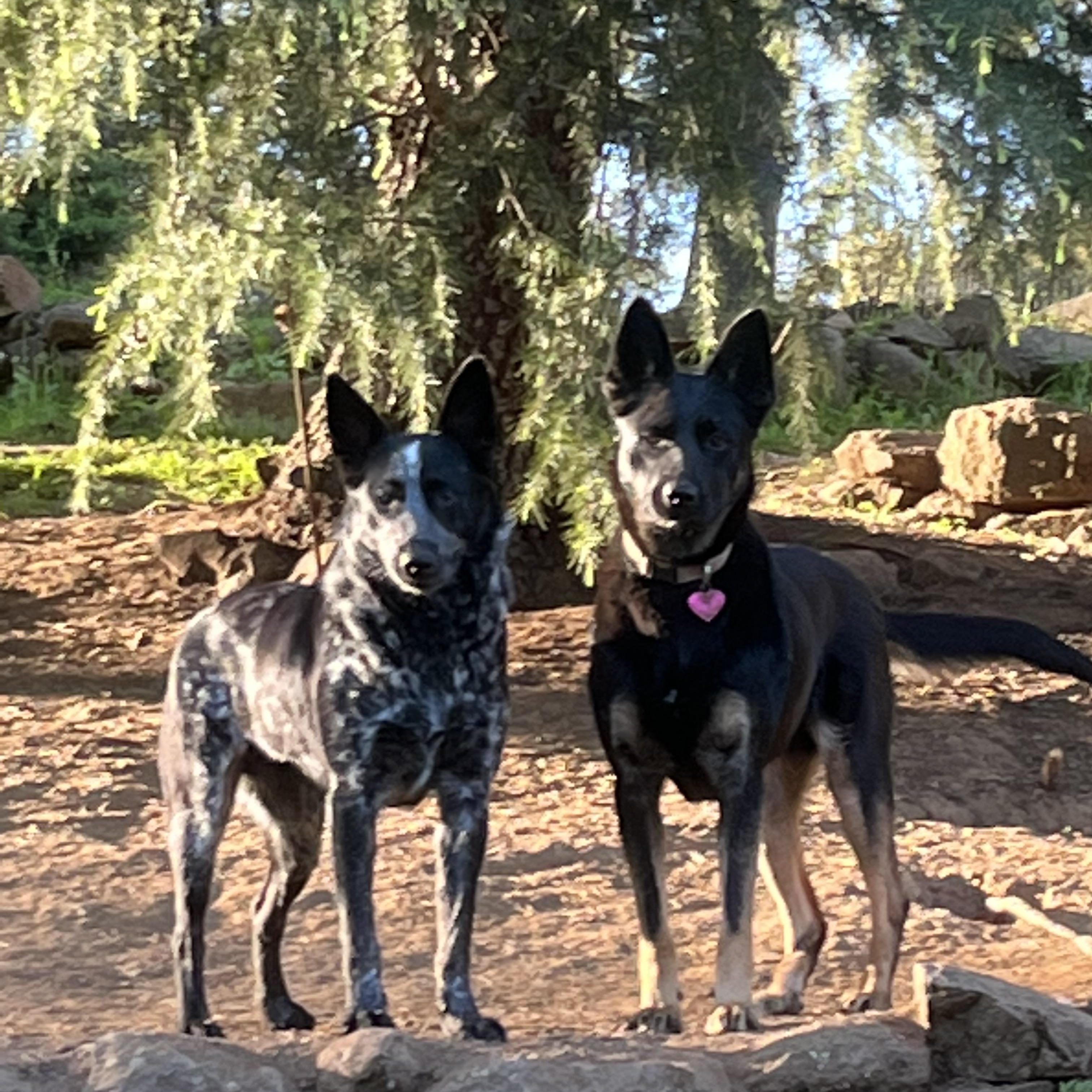 Enlarge Pepper, a Adoptable German Shepherd Dog in Rough And Ready, CA image 2/6