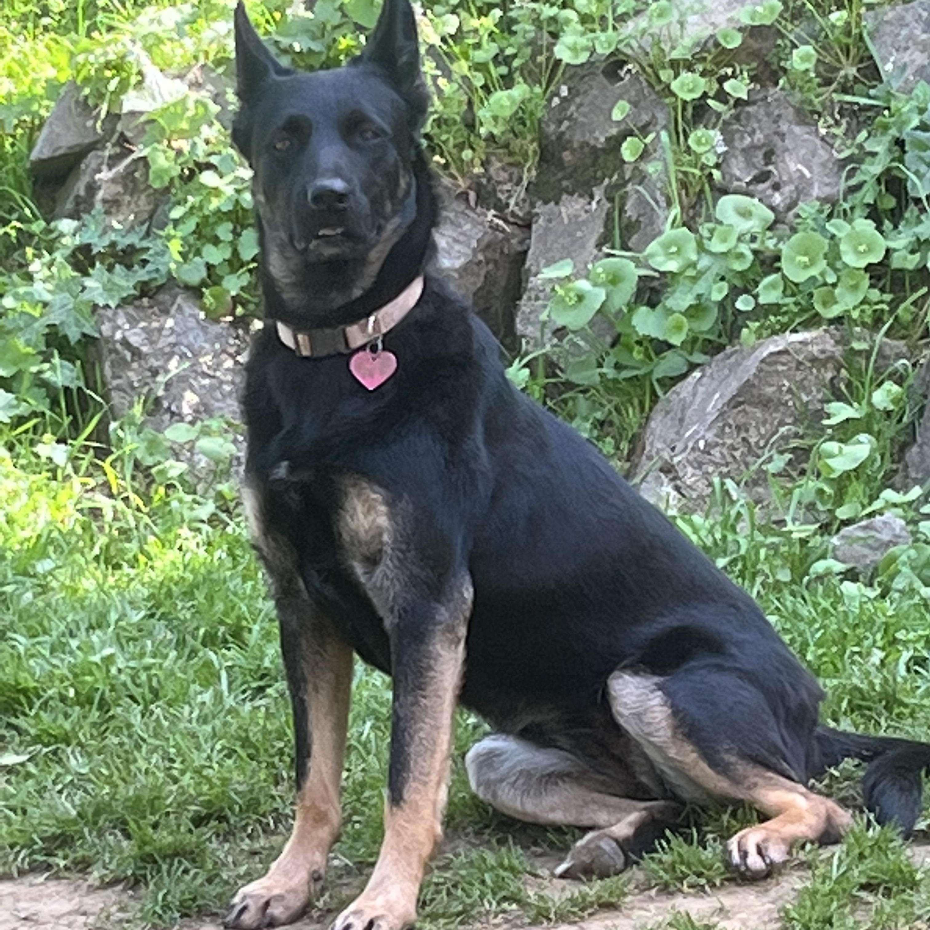 Enlarge Pepper, a Adoptable German Shepherd Dog in Rough And Ready, CA image 1/6