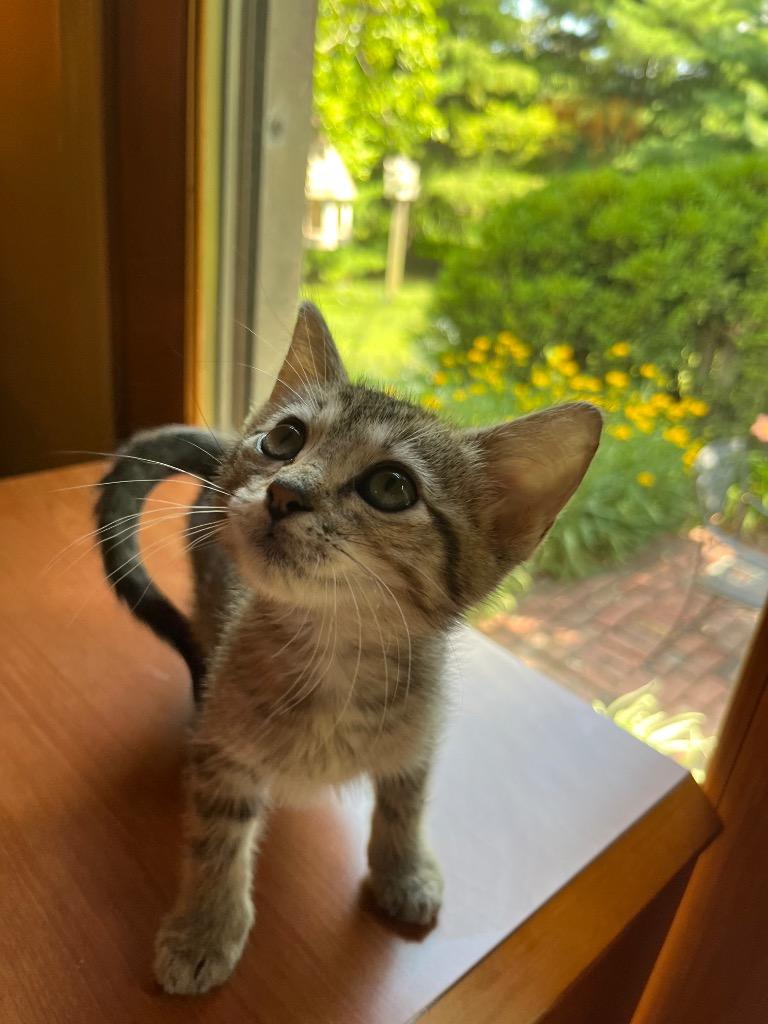Dory, Adoptable, Kitten Female Domestic Short Hair.