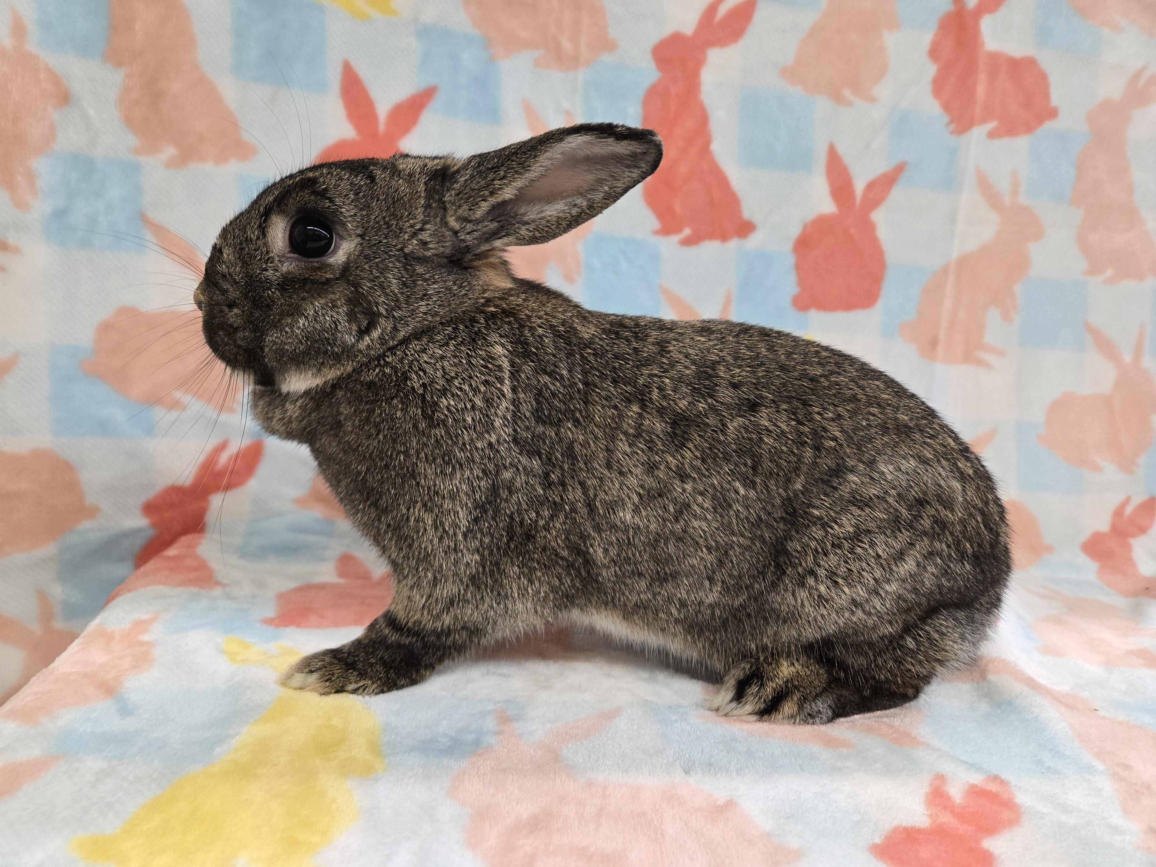 Sweet Potato, a ADOPTABLE mixed breed in Deerfield, WI image 2/4