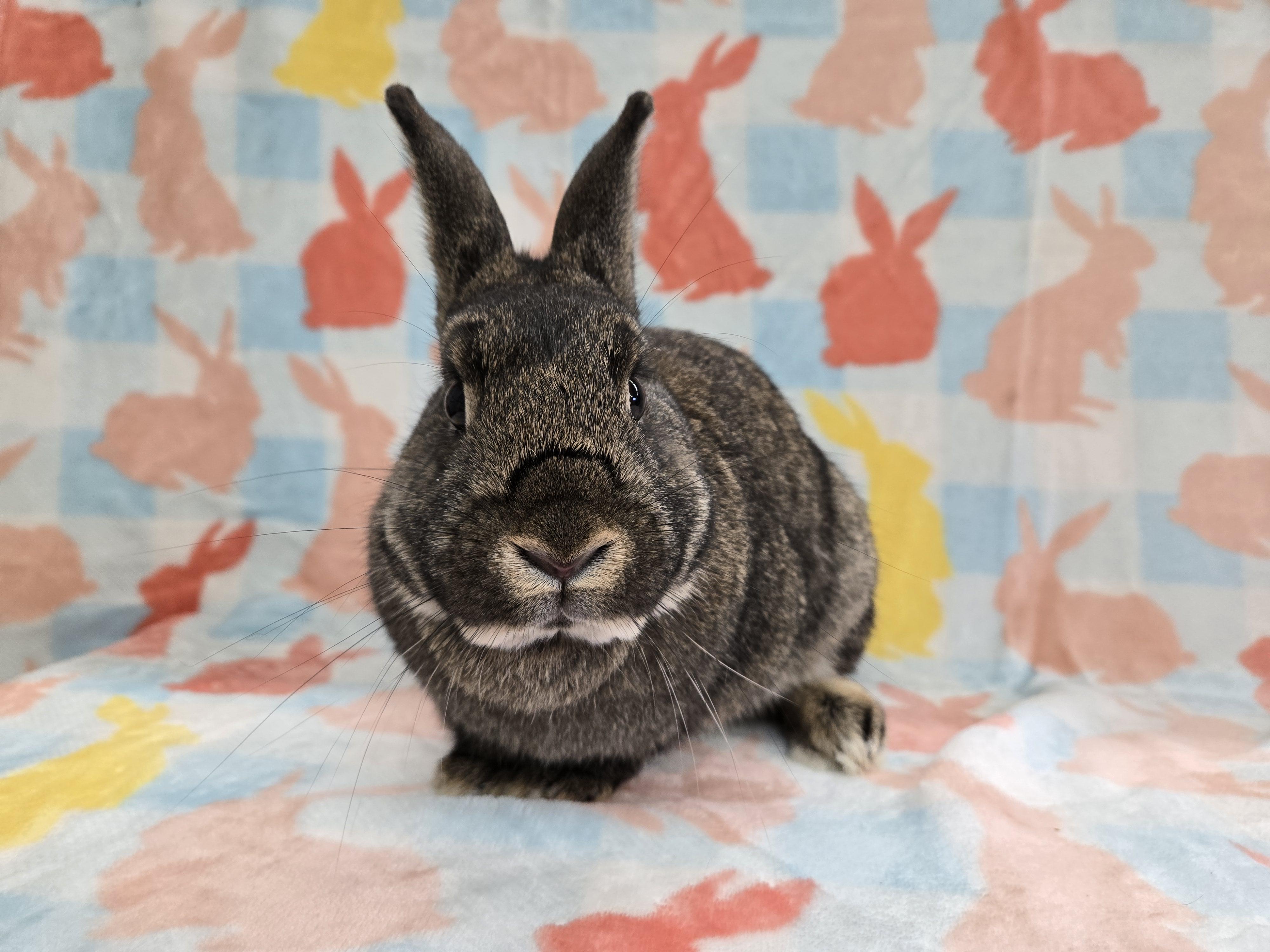 Sweet Potato, ADOPTABLE, Adult Female Bunny Rabbit.