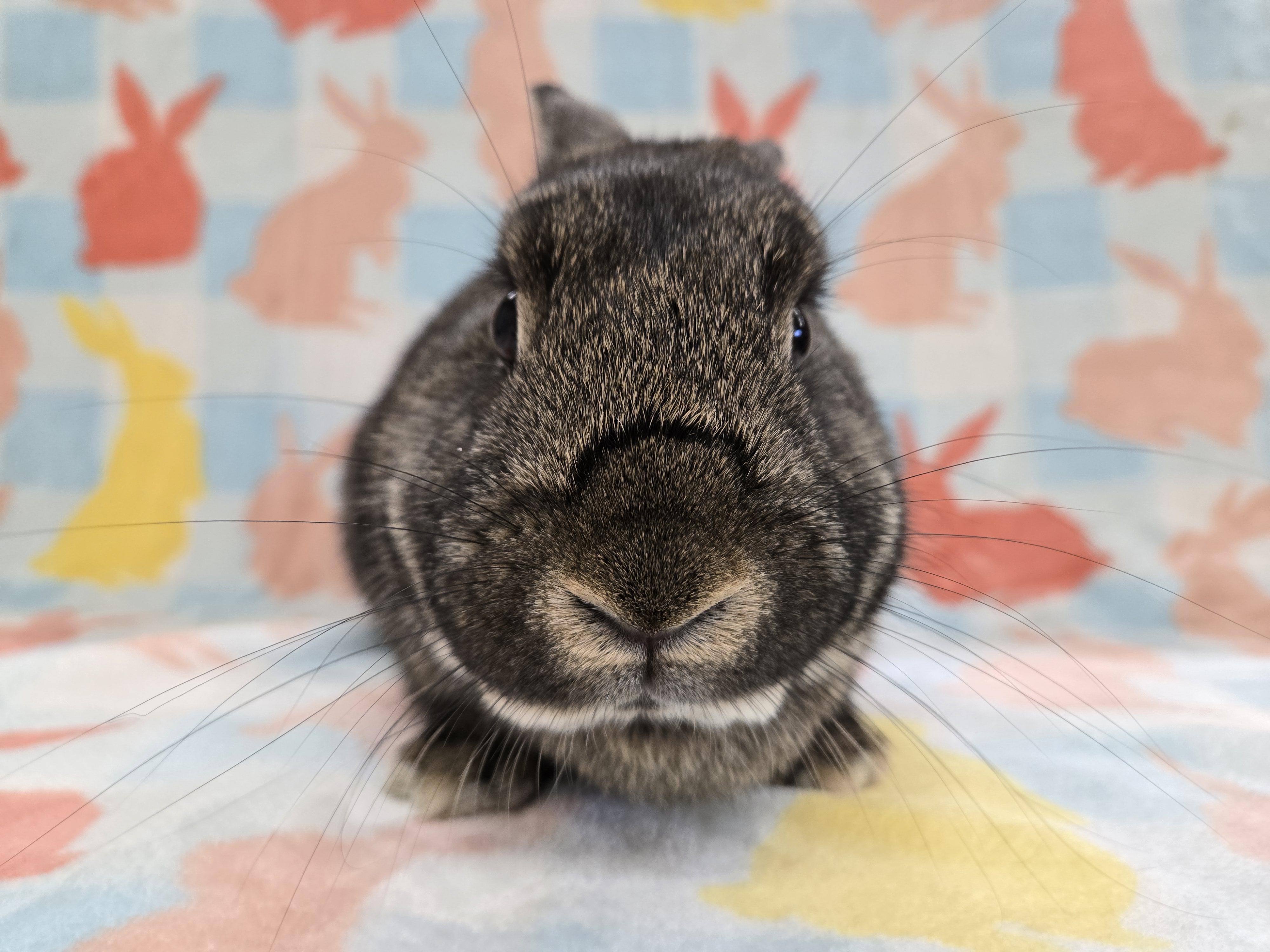 Sweet Potato, a ADOPTABLE mixed breed in Deerfield, WI image 4/4