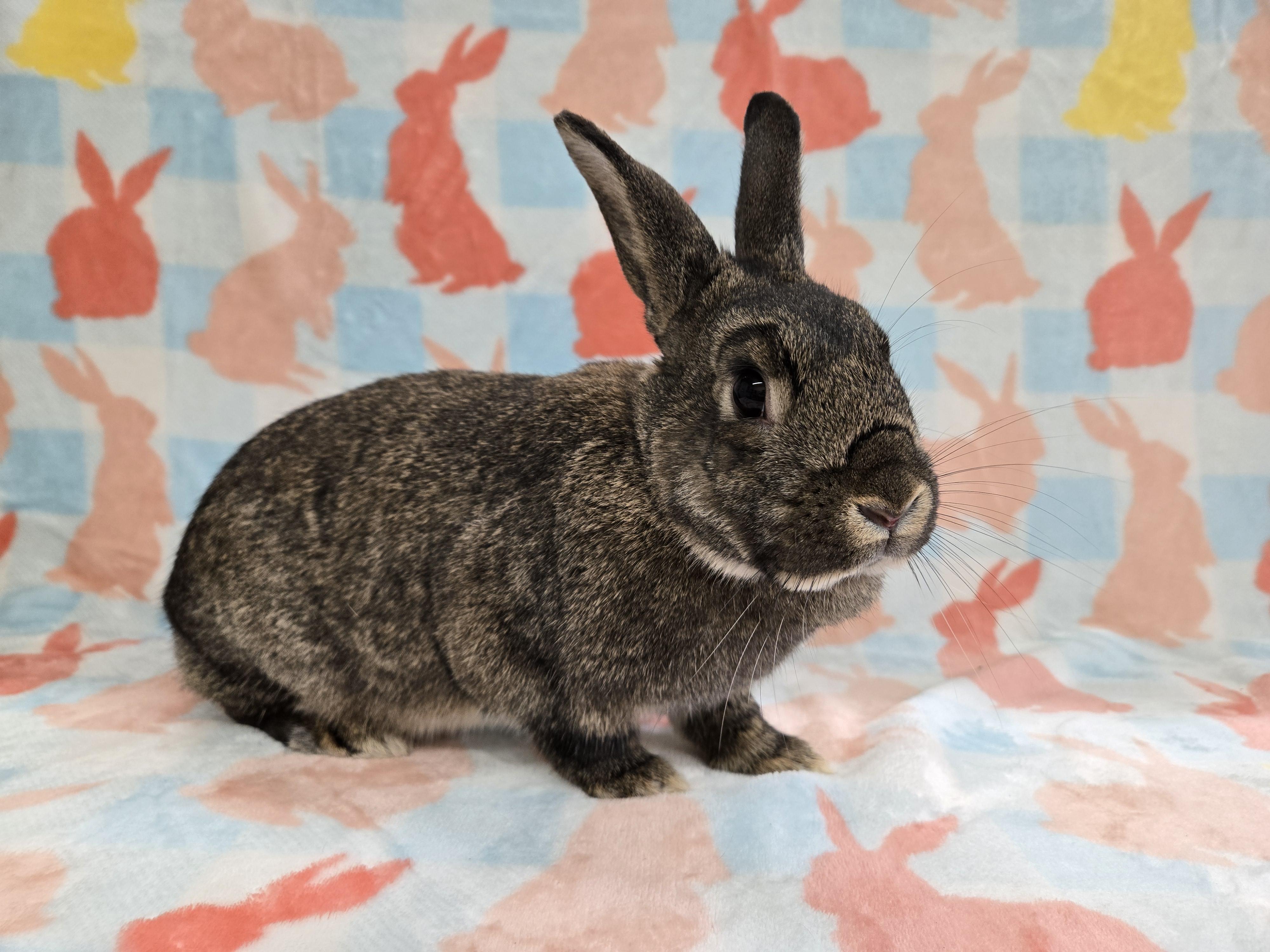 Sweet Potato, a ADOPTABLE mixed breed in Deerfield, WI image 3/4