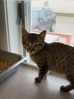 Missy, Adoptable, Kitten Female Domestic Short Hair & Domestic Short Hair.