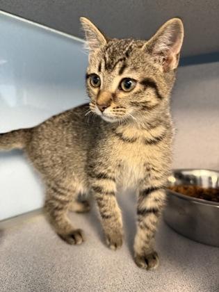 Missy, a Adoptable mixed breed in Mount Pleasant, IA image 2/2