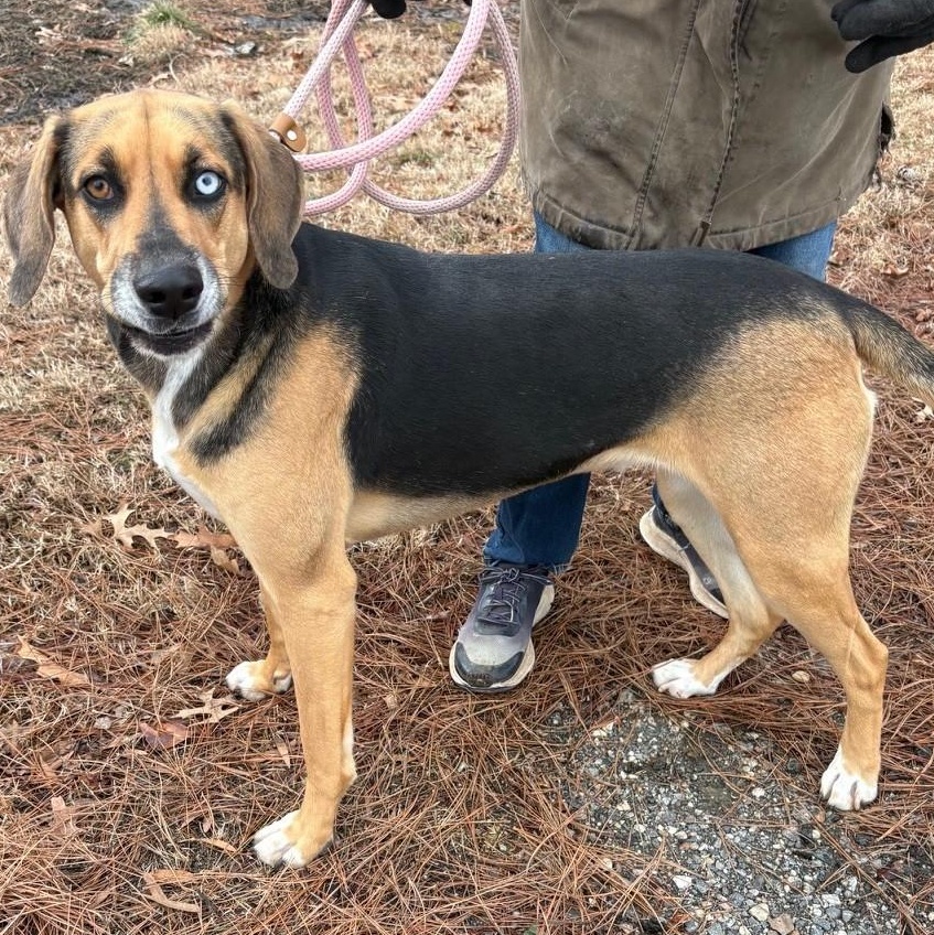Enlarge Kalie, an adoptable mixed breed in Tappahannock, VA image 2/4