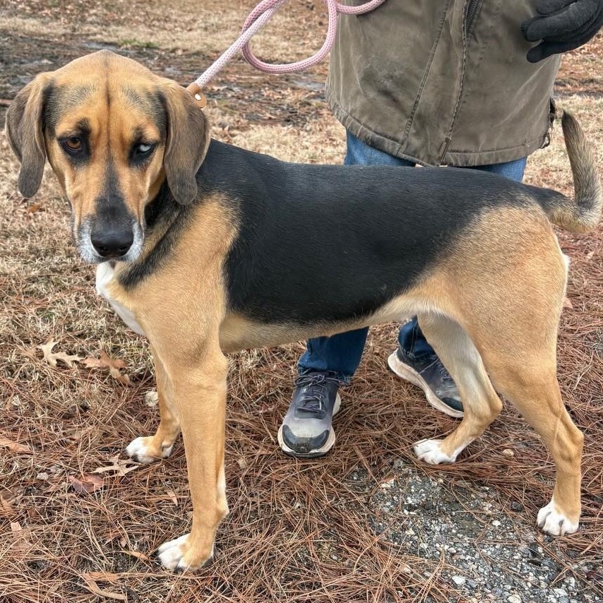 Enlarge Kalie, an adoptable mixed breed in Tappahannock, VA image 3/4