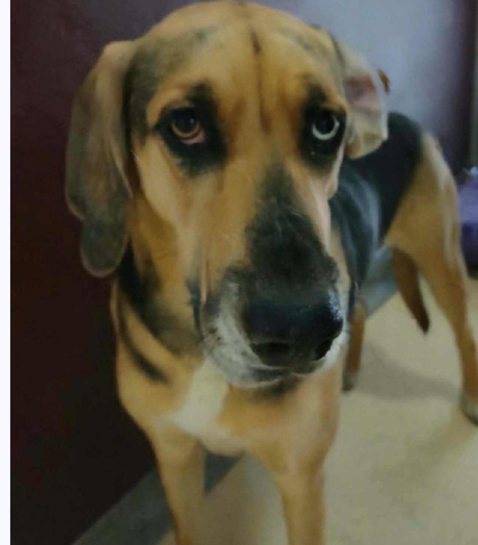 Enlarge Kalie, an adoptable mixed breed in Tappahannock, VA image 4/4