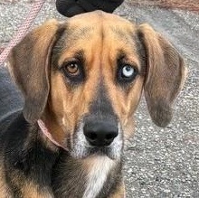 Kalie, adoptable, Adult Female German Shepherd Dog & Hound.