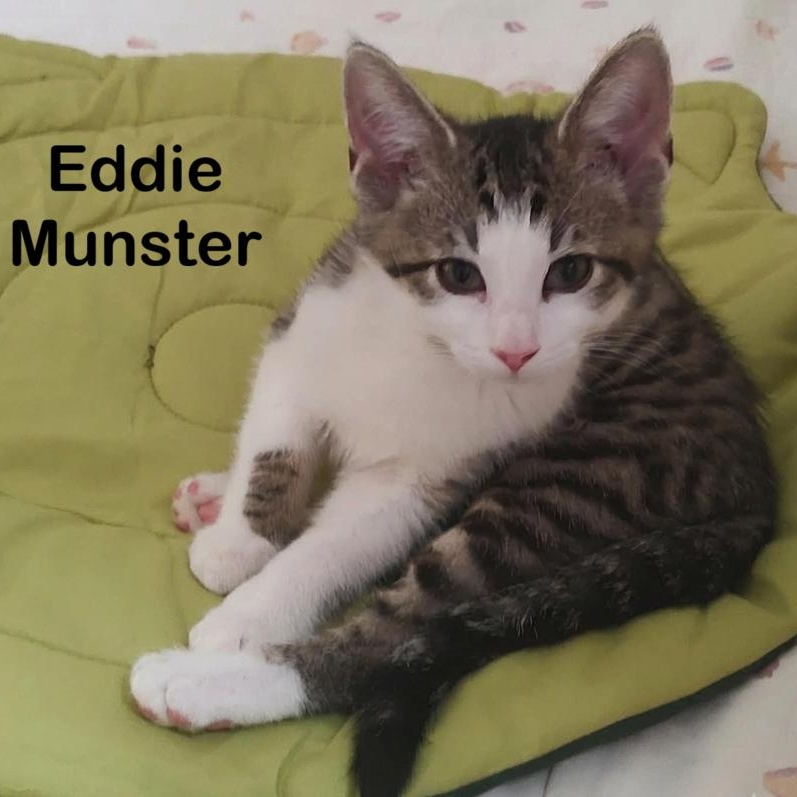 Enlarge Eddie Munster, a ADOPTABLE Domestic Short Hair in Lynchburg, VA image 1/4
