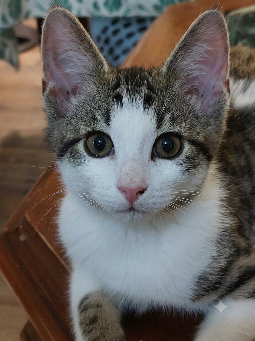 Enlarge Eddie Munster, a ADOPTABLE Domestic Short Hair in Lynchburg, VA image 2/4