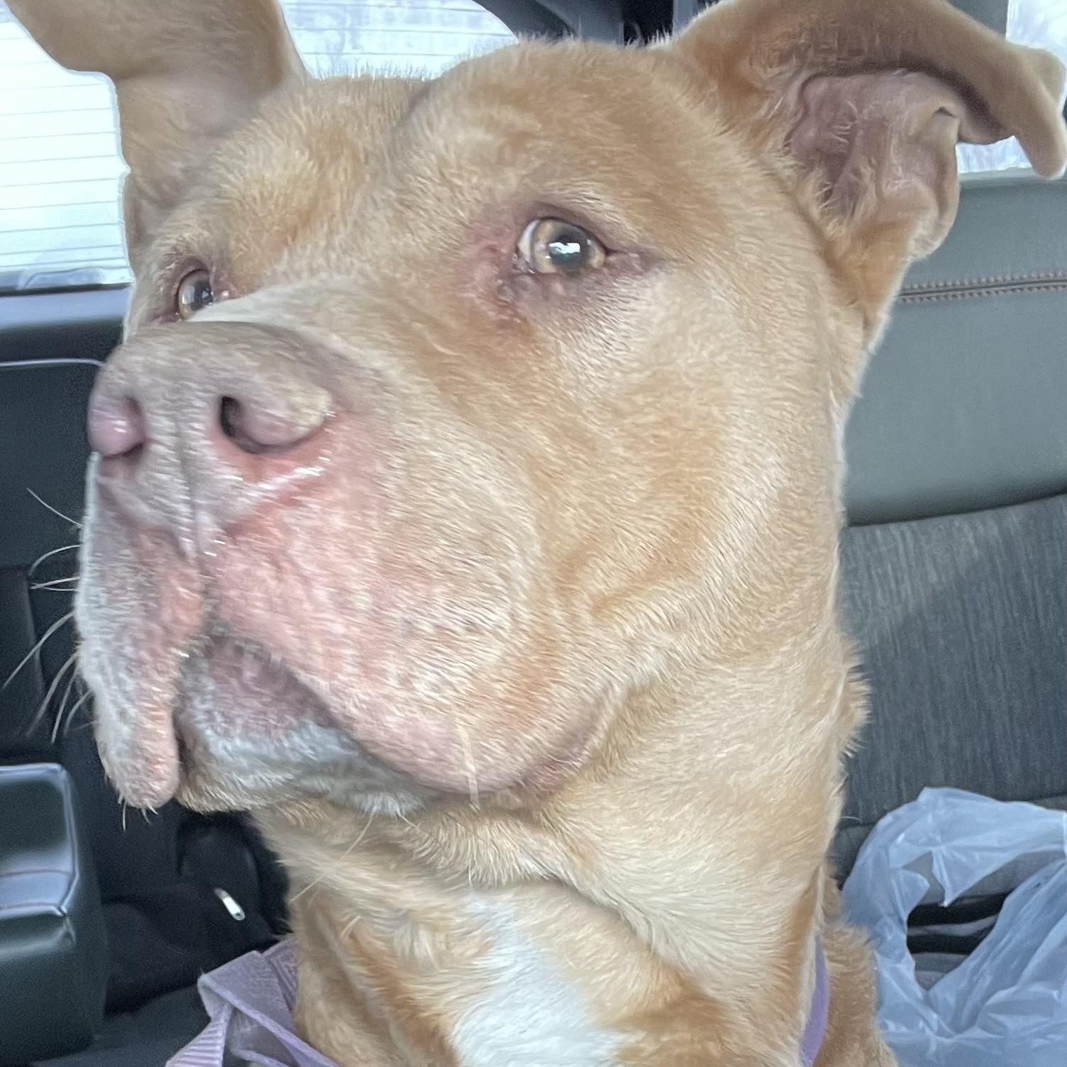 Graham Cracker, adopted, Young Male Pit Bull Terrier & American Staffordshire Terrier.