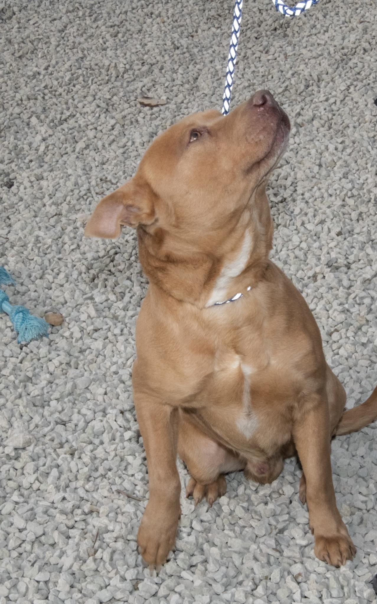 Enlarge Graham Cracker, an adopted mixed breed in Mayetta, KS image 5/6