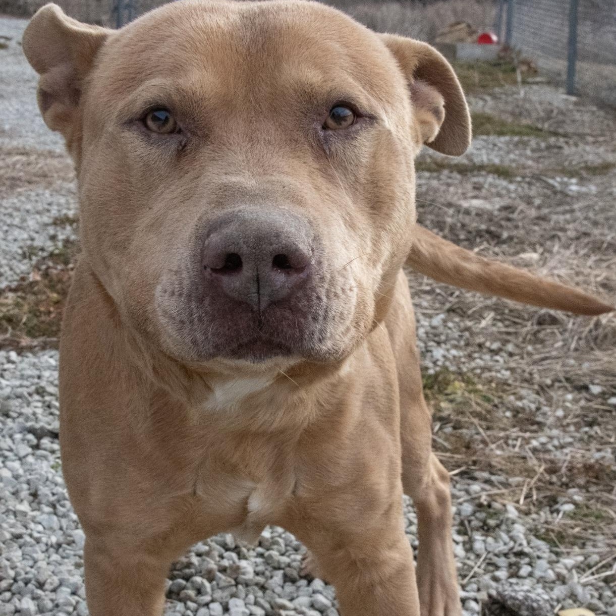 Enlarge Graham Cracker, an adopted mixed breed in Mayetta, KS image 3/6