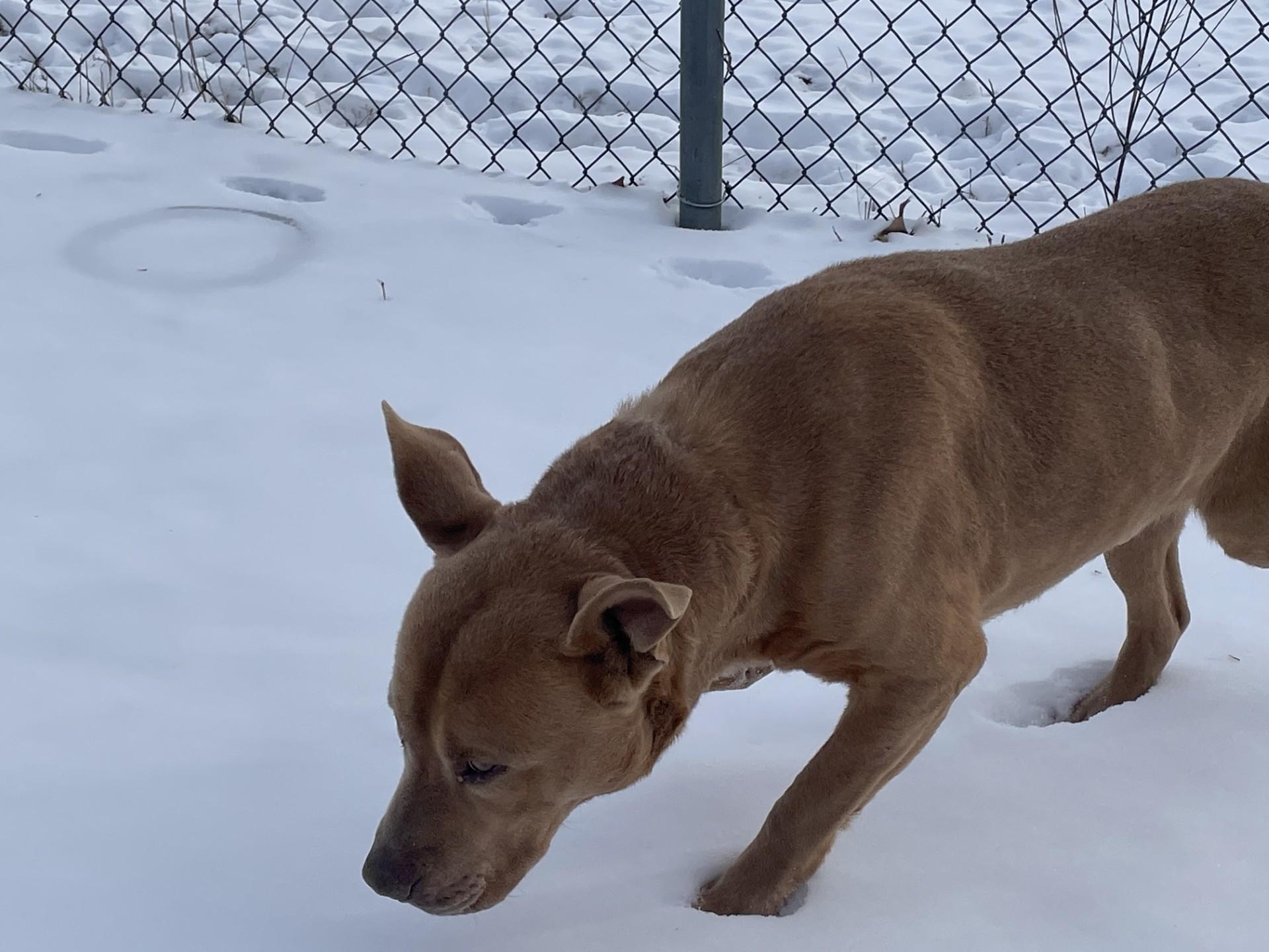 Enlarge Graham Cracker, an adopted mixed breed in Mayetta, KS image 6/6