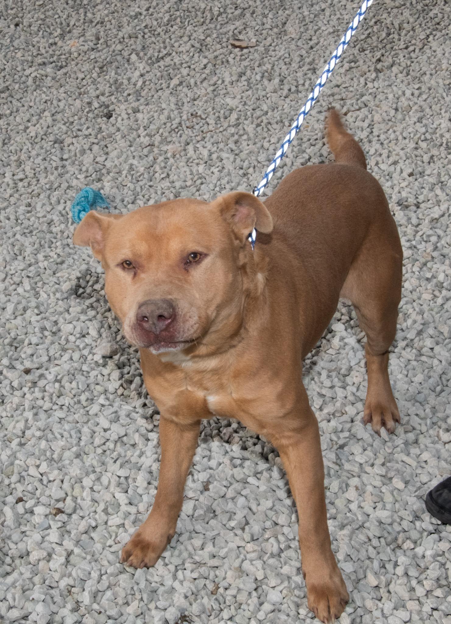 Enlarge Graham Cracker, an adopted mixed breed in Mayetta, KS image 2/6