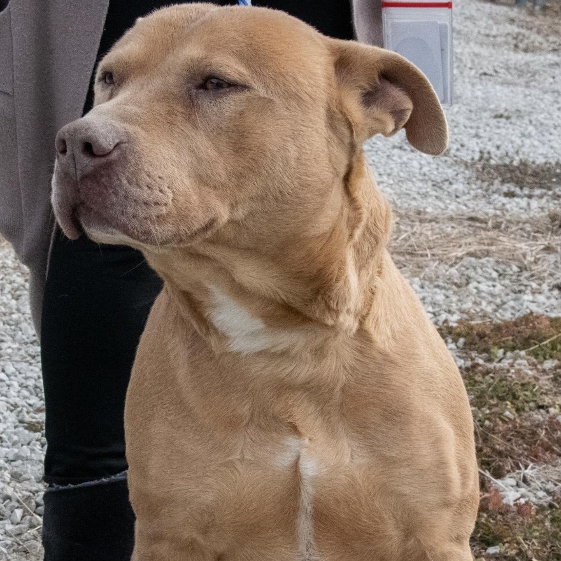Enlarge Graham Cracker, an adopted mixed breed in Mayetta, KS image 4/6
