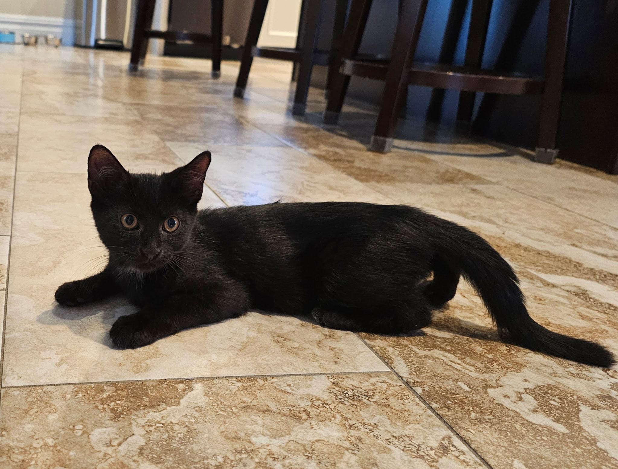 VALENTINO, adopted, Kitten Male Bombay.