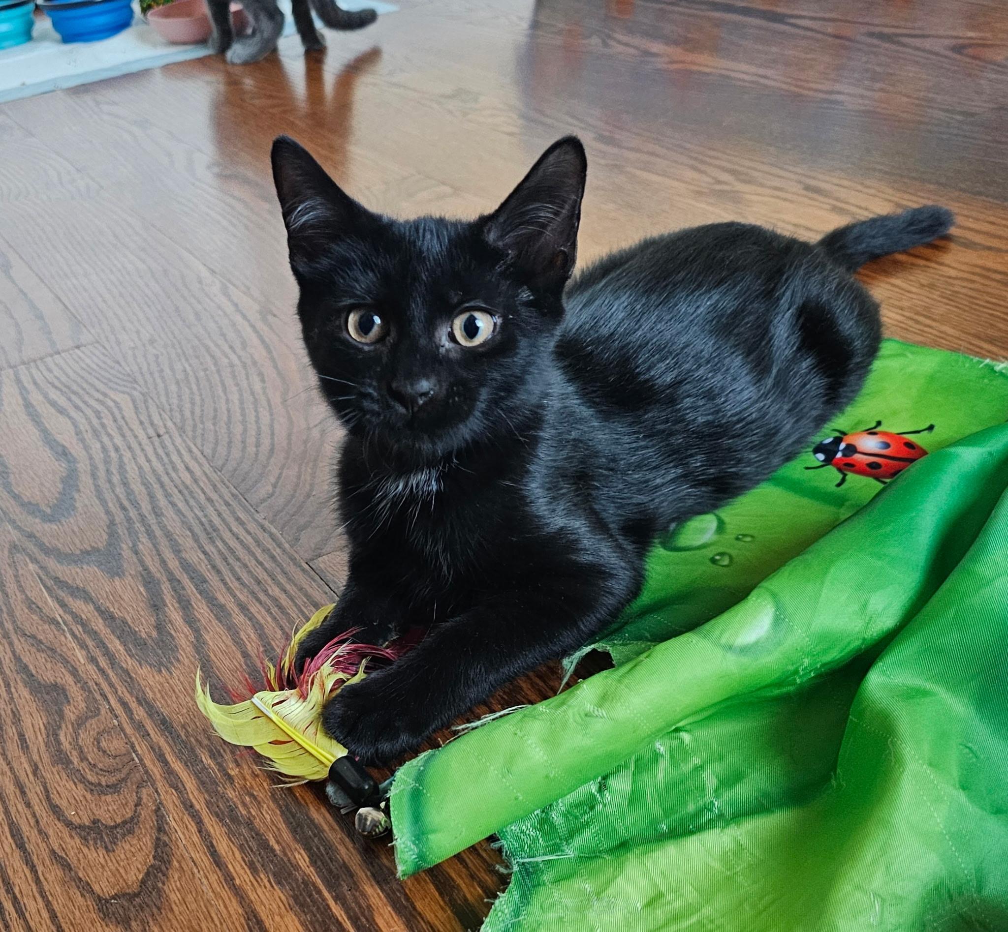 VALENTINO, an adopted mixed breed in Staten Island, NY image 2/3