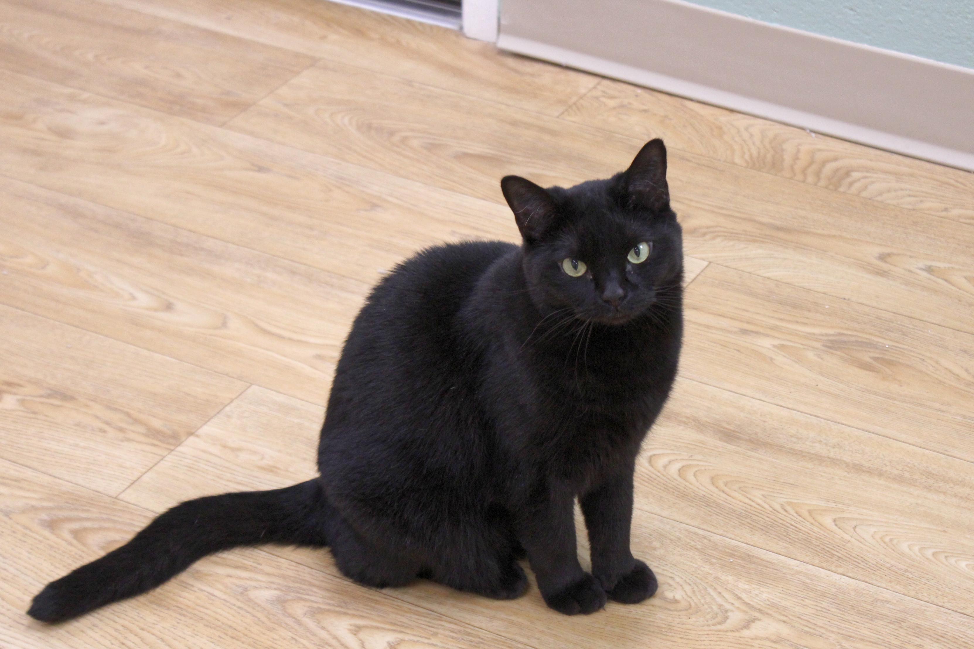 Kipper, an adoptable Domestic Medium Hair in Urbana, OH, 43078 | Photo Image 1