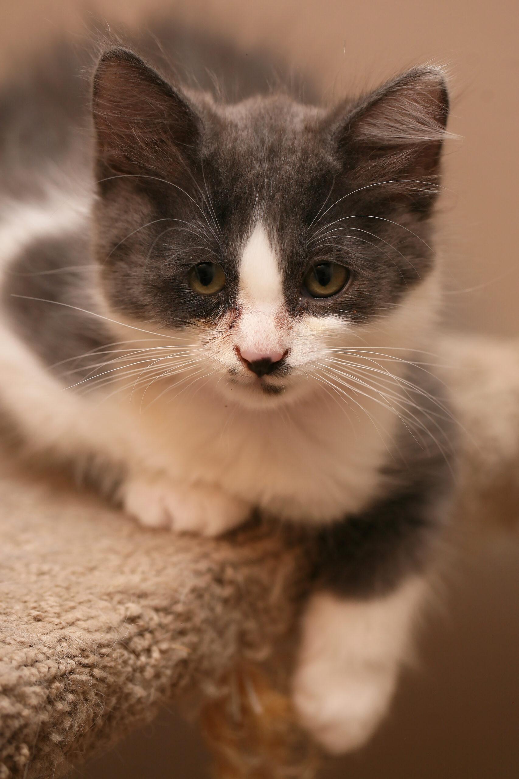 Enlarge Rocket, a ADOPTABLE Domestic Short Hair in Calgary, AB image 1/2