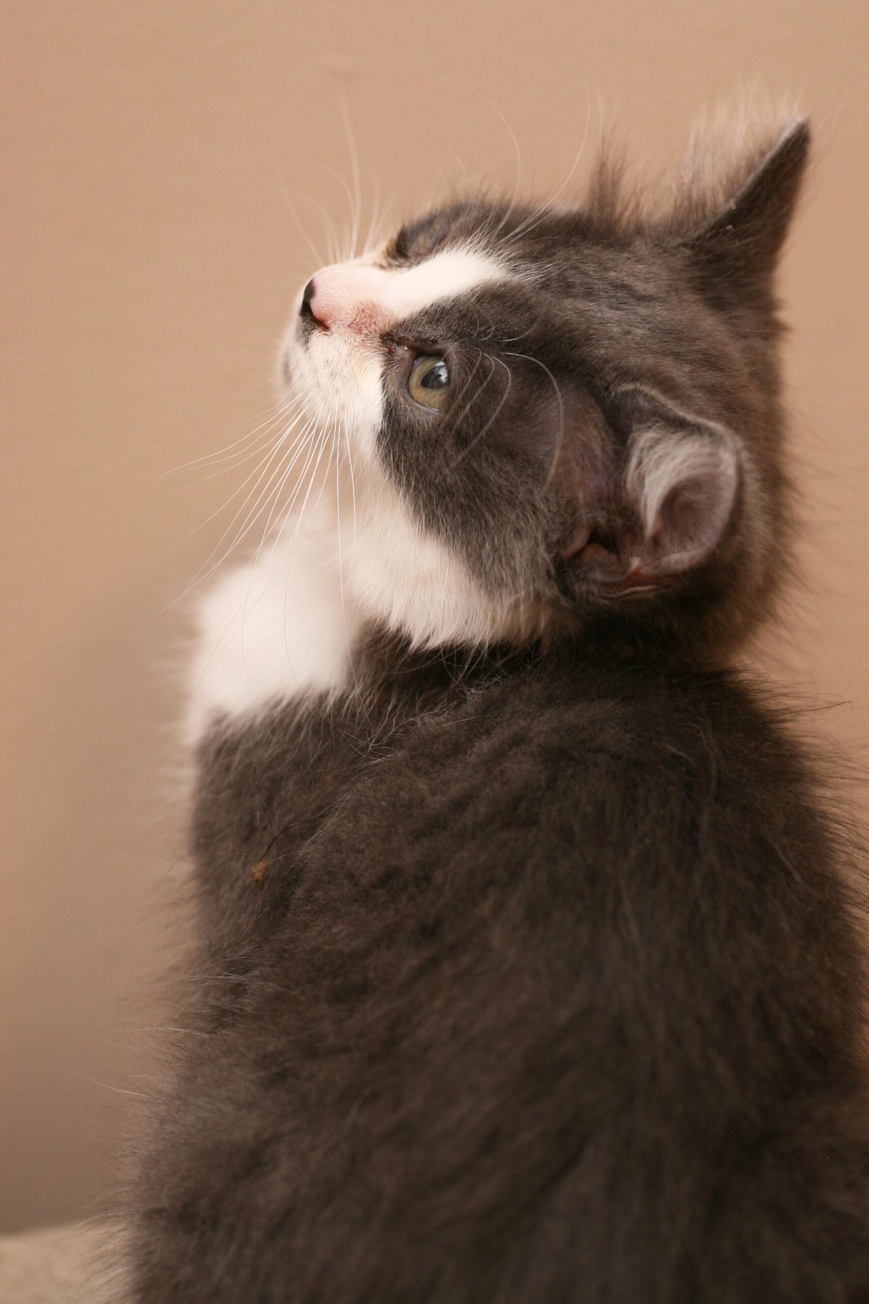 Enlarge Rocket, a ADOPTABLE Domestic Short Hair in Calgary, AB image 2/2