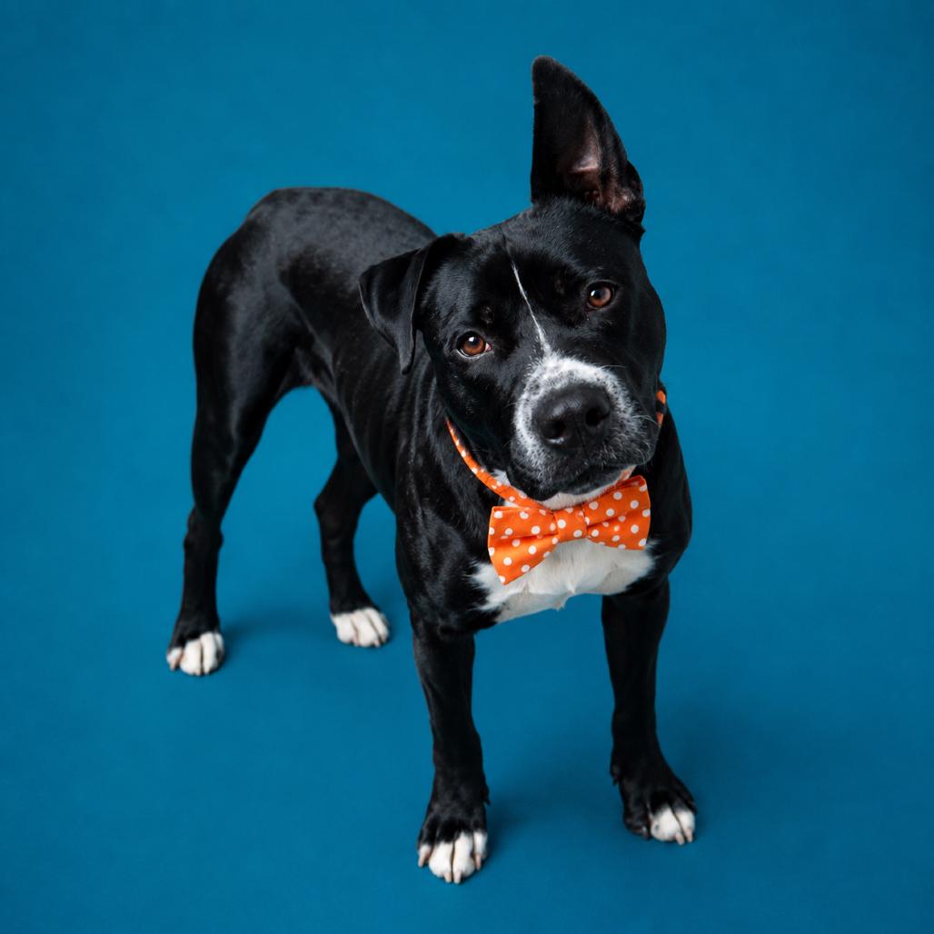 Bouncy B, Adoptable, Adult Male Mixed Breed & Mixed Breed.