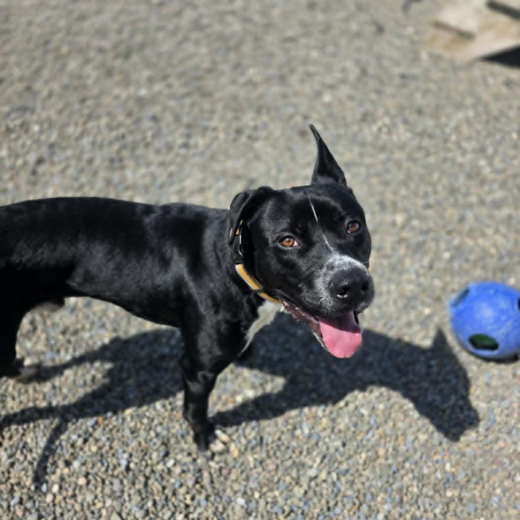Enlarge Bouncy B, a Adoptable mixed breed in Binghamton, NY image 2/2