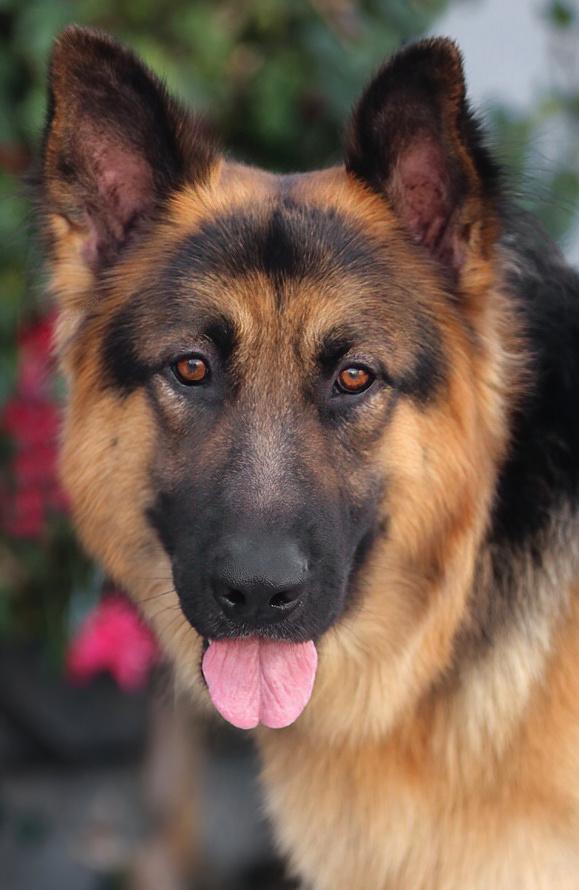 *Reggie von Reinbek