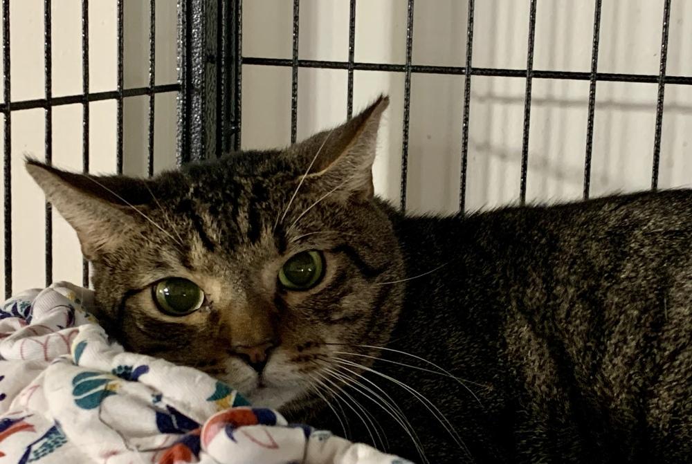 Jett, Adoptable, Adult Male Domestic Short Hair.