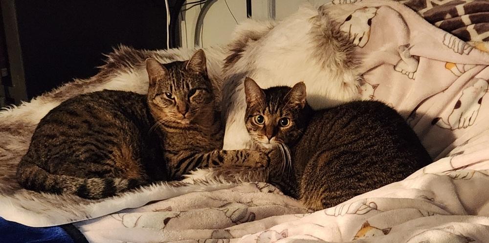 Enlarge Jett, a Adoptable Domestic Short Hair in Virginia Beach, VA image 2/5