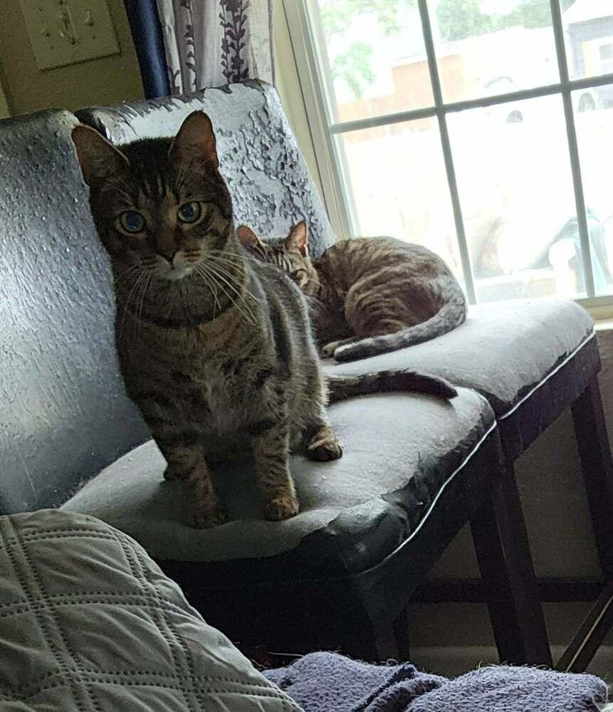 Enlarge Jett, a Adoptable Domestic Short Hair in Virginia Beach, VA image 3/6