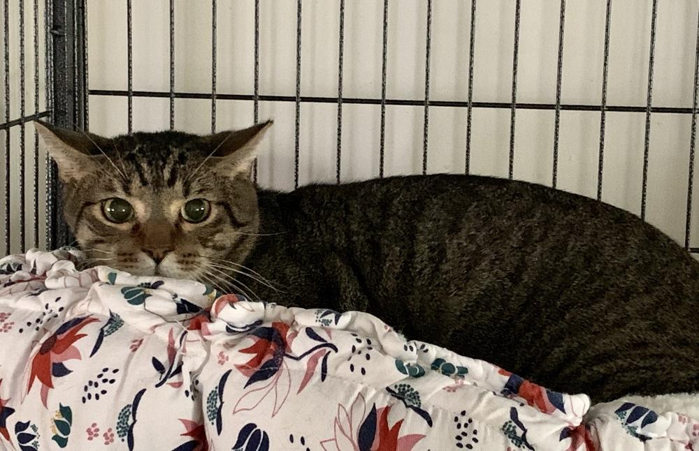 Enlarge Jett, a Adoptable Domestic Short Hair in Virginia Beach, VA image 3/5