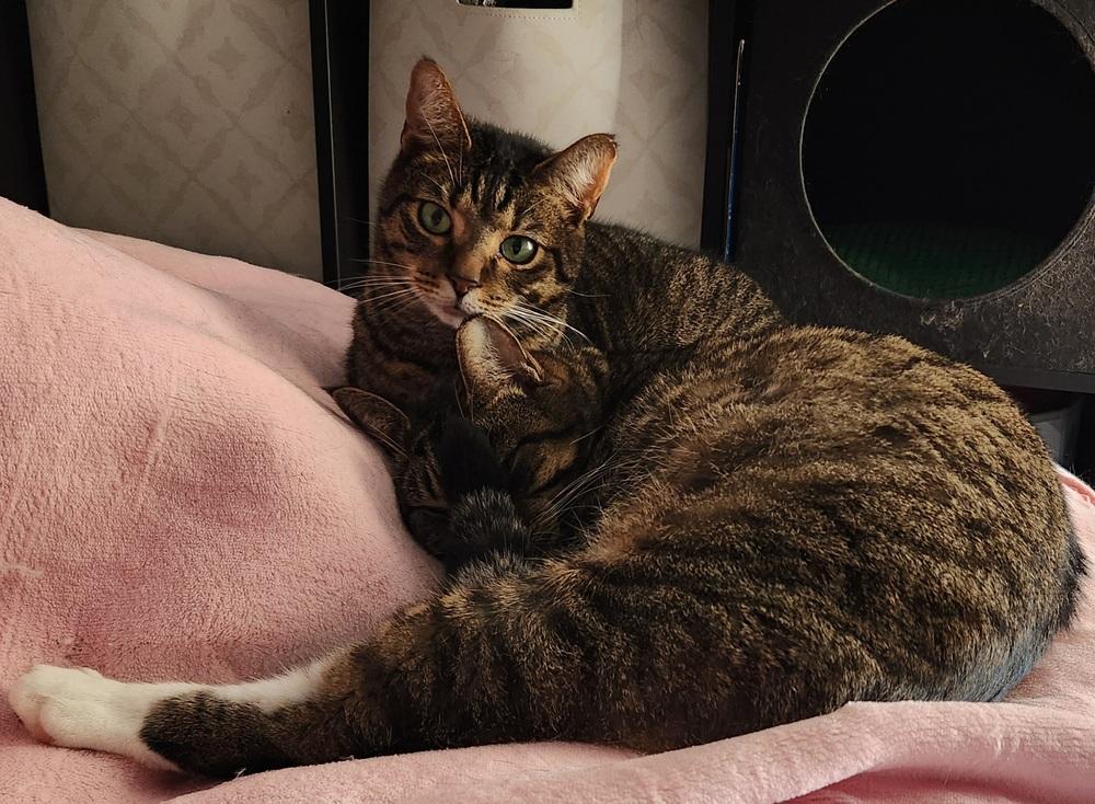 Enlarge Jett, a Adoptable Domestic Short Hair in Virginia Beach, VA image 4/6