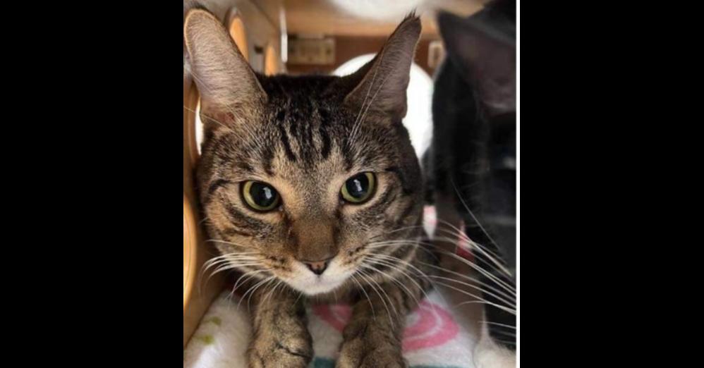 Jett, Adoptable, Adult Male Domestic Short Hair.