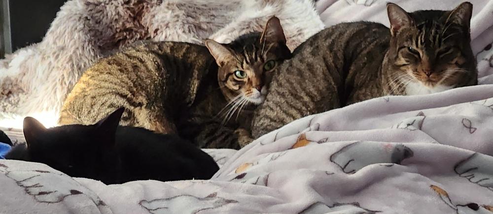 Enlarge Jett, a Adoptable Domestic Short Hair in Virginia Beach, VA image 5/5