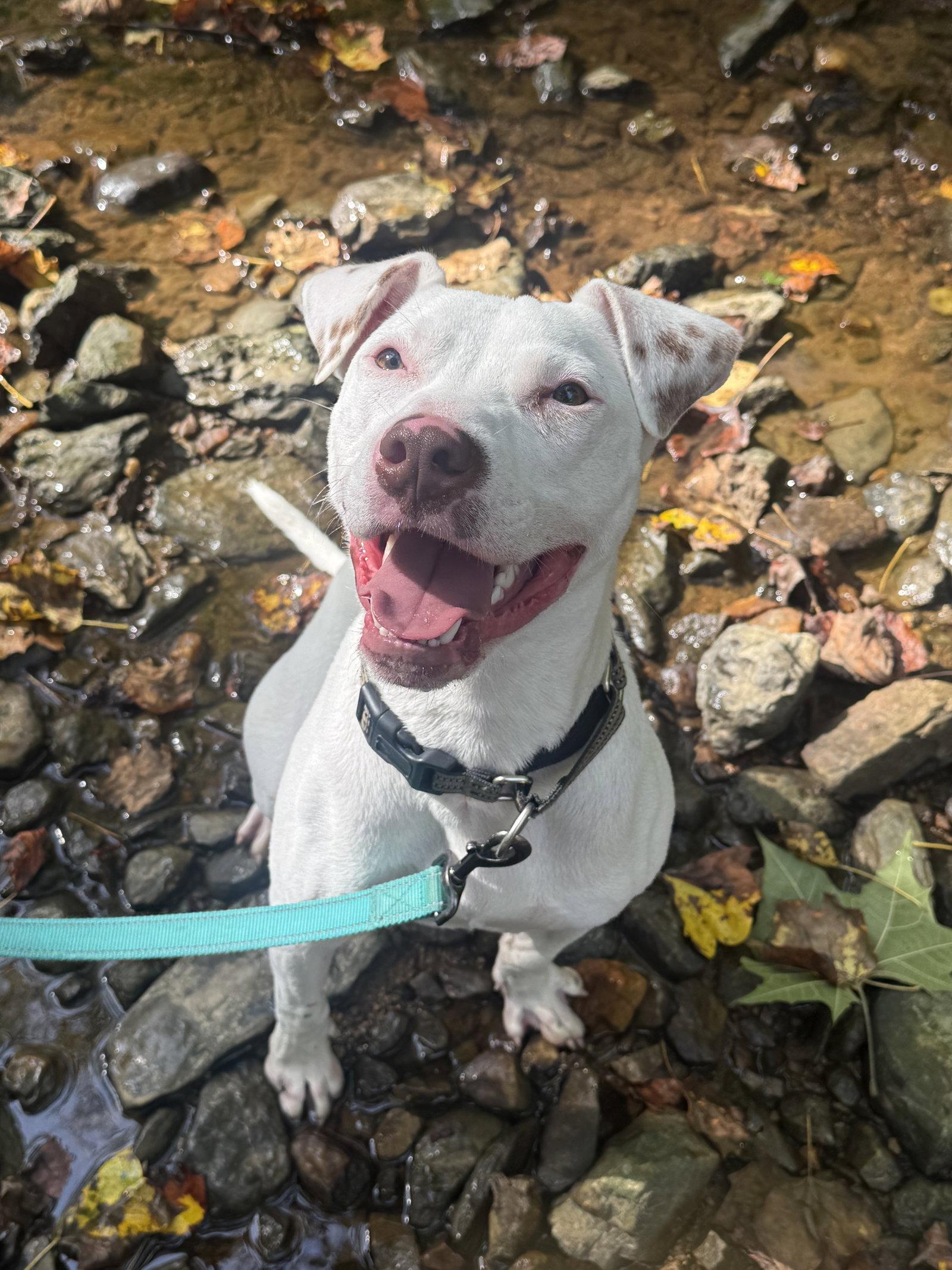 Enlarge Grits, a Adoptable American Staffordshire Terrier in Arlington, VA image 1/3