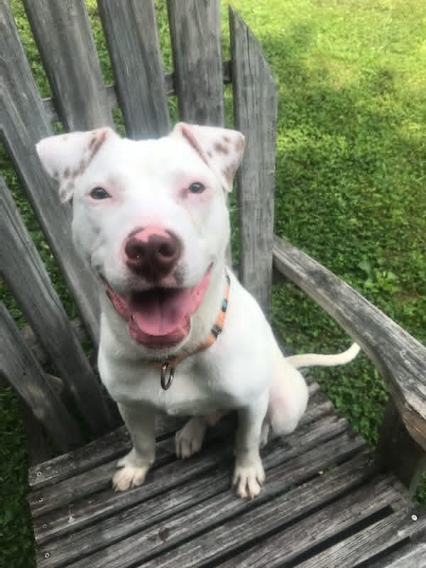 Enlarge Grits, a Adoptable American Staffordshire Terrier in Arlington, VA image 1/3