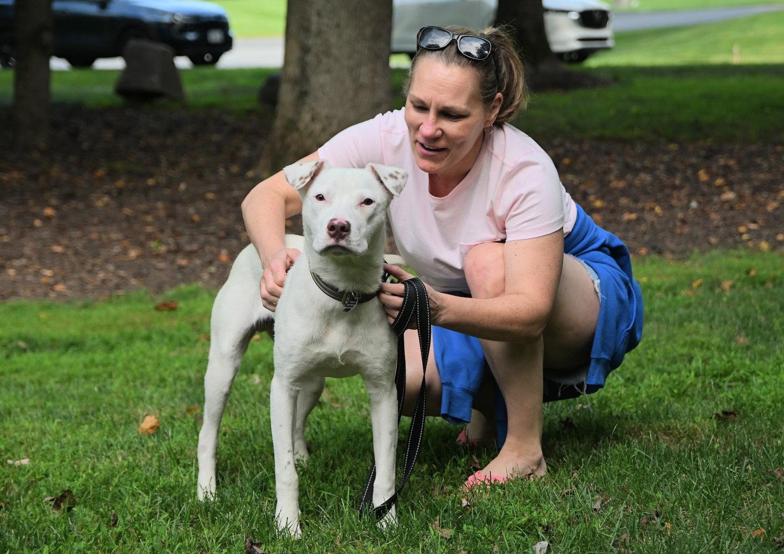 Enlarge Grits, a Adoptable American Staffordshire Terrier in Arlington, VA image 2/3