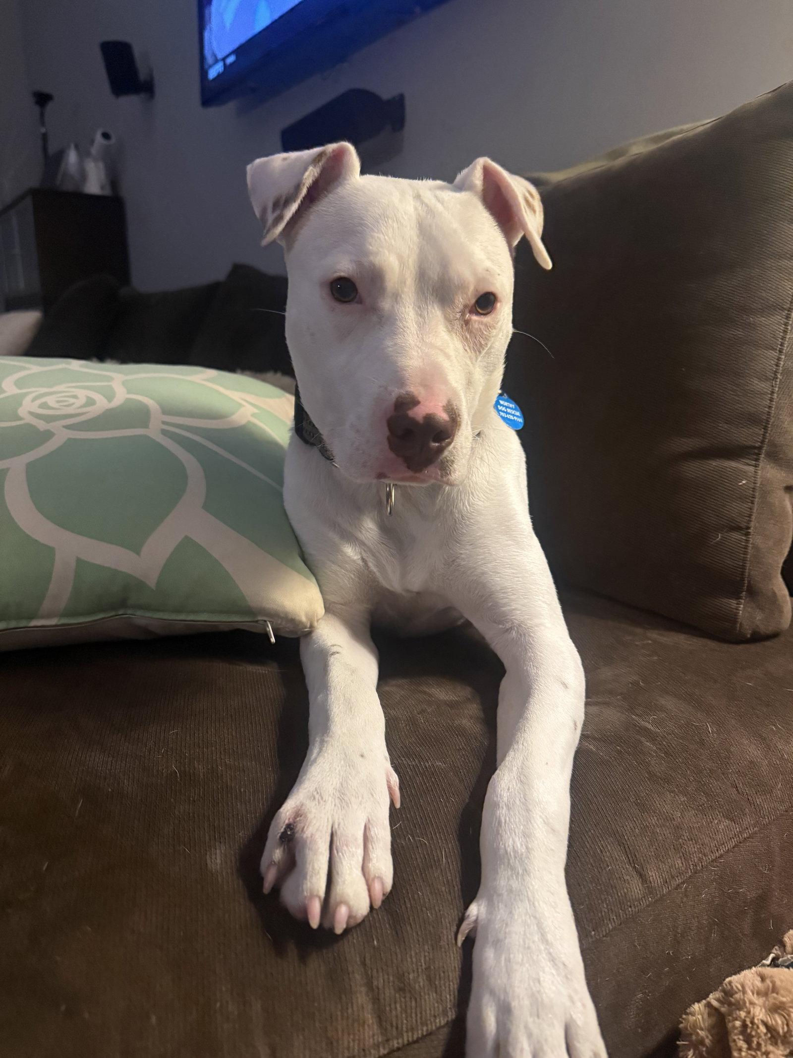 Enlarge Grits, a Adoptable American Staffordshire Terrier in Arlington, VA image 2/3