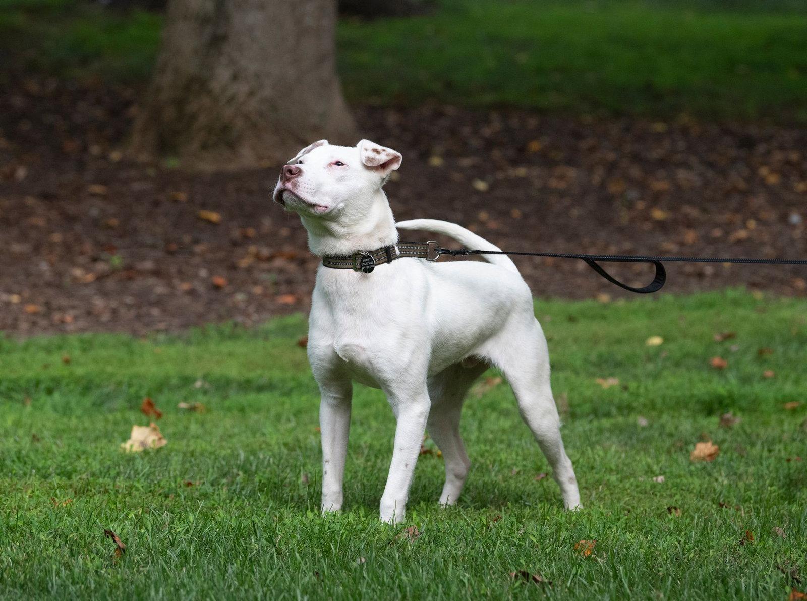 Enlarge Grits, a Adoptable American Staffordshire Terrier in Arlington, VA image 3/3
