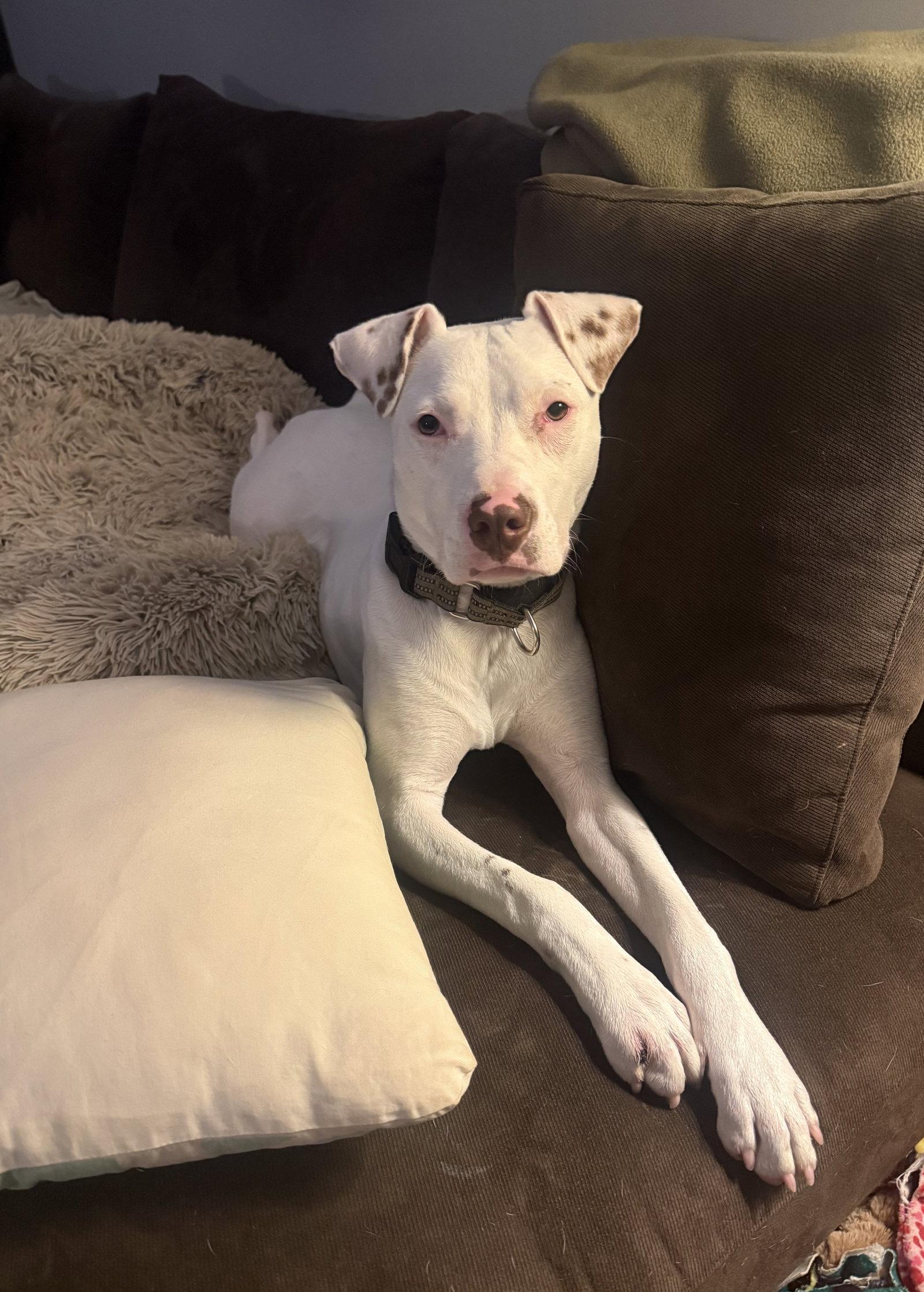 Enlarge Grits, a Adoptable American Staffordshire Terrier in Arlington, VA image 3/3
